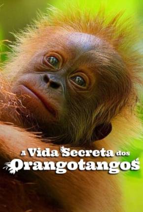 A Vida Secreta dos Orangotangos Torrent Download Dublado / Dual Áudio